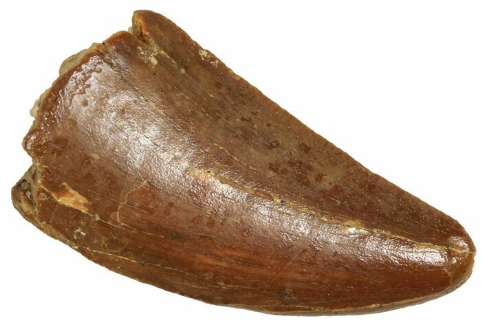 Raptor Tooth - Real Dinosaur Tooth #371463
